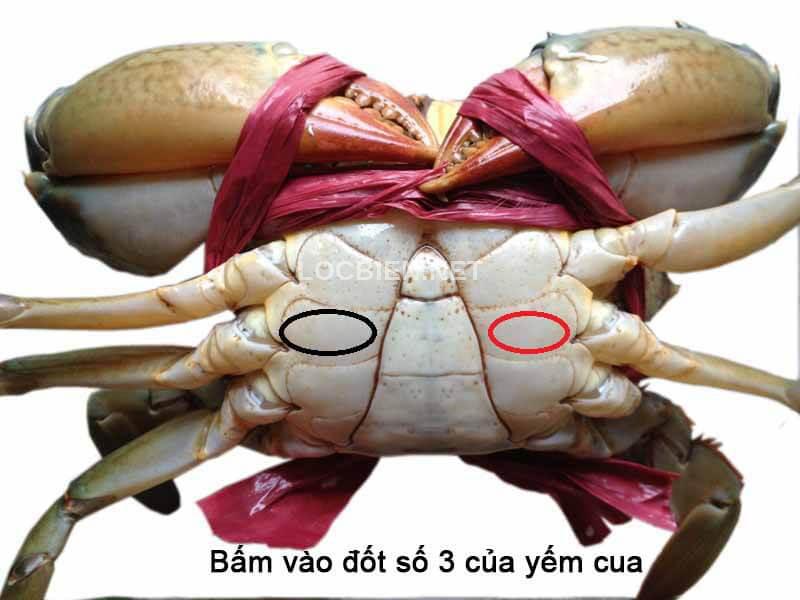 cua bể