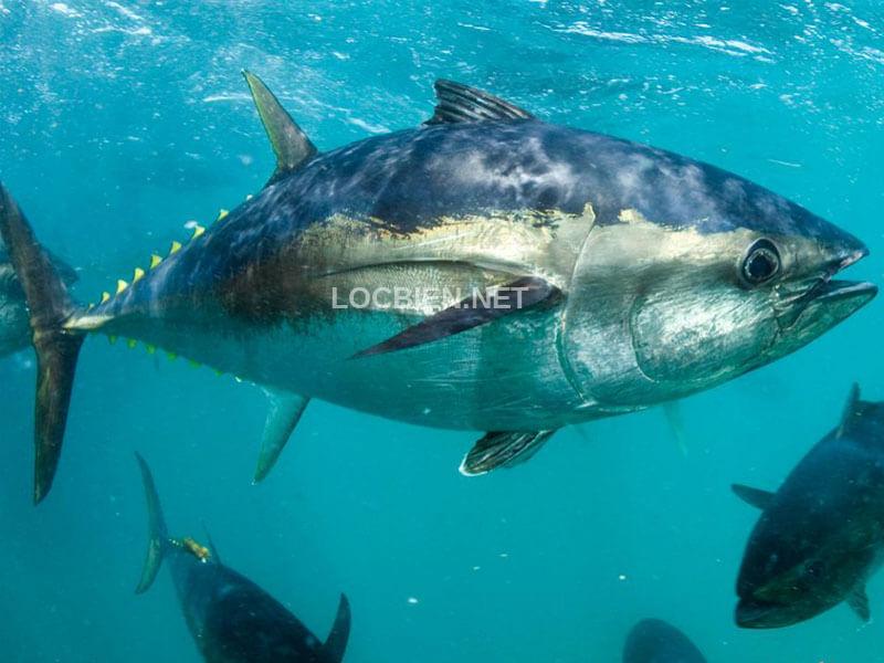 cá ngừ đại dương sống