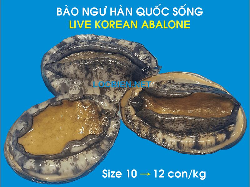 Bào ngư Hàn Quốc 5